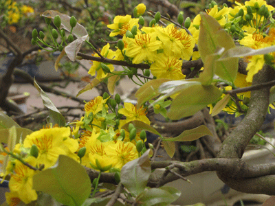 Ấm áp sắc mai vàng giữa Hà Nội ảnh 5