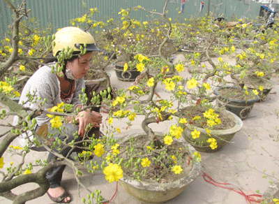 Ấm áp sắc mai vàng giữa Hà Nội ảnh 8