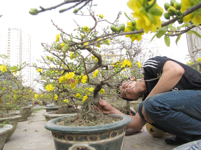 Ấm áp sắc mai vàng giữa Hà Nội ảnh 9