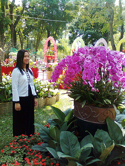 Lan Hồ Điệp Đài Loan khoe sắc trên đất Việt ảnh 4