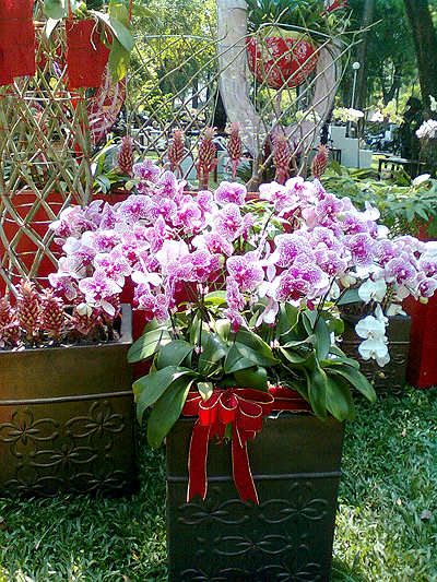 Lan Hồ Điệp Đài Loan khoe sắc trên đất Việt ảnh 2