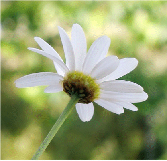 Viết cho mùa nắng ảnh 1 WHN.gif