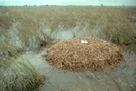 Lumbini mùa sếu về làm tổ ảnh 3 ;loaiseu-3.gif