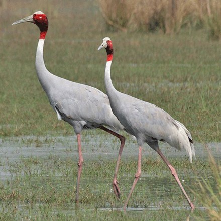 Lumbini mùa sếu về làm tổ ảnh 1 laisae-1.gif