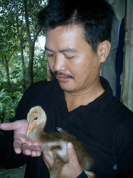 Lumbini mùa sếu về làm tổ ảnh 2 laoiseu-2.gif