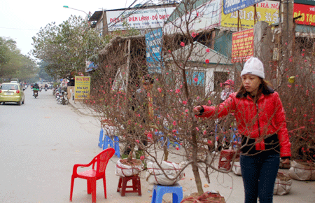 Trên vỉa hè dọc các tuyến phố: Tam Trinh, Kim Ngưu, Láng, Nhật Tân (Hà Nội)... tràn ngập các chậu hoa Tết.... Không chỉ có chậu hoa, nhiều loại lọ hoa, đồ sứ trang trí cũng được bày bán.... Khách sắm Tết chọn mua những sản phẩm sứ... Những cành đào rừng đầy bờ sông Tô Lịch... Những chậu đào, mai được bày bán phục vụ Tết. Tuy nhiên, do năm nay thời tiết giá rét kéo dài nên những loại hoa này nở ít... rực rỡ những chậu quất.... Đủ các loại hoa cũng được bày bán, tô điểm cho đường phố thủ đô... Khách mua hoa về chơi Tết... Nhiều người tìm những gốc cây lạ về chơi Tết.... Những gốc cây lạ được bày bán tô điểm thêm cho không khí Tết đến ở thủ đô. Ảnh minh họa