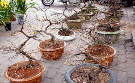 Trên vỉa hè dọc các tuyến phố: Tam Trinh, Kim Ngưu, Láng, Nhật Tân (Hà Nội)... tràn ngập các chậu hoa Tết.... Không chỉ có chậu hoa, nhiều loại lọ hoa, đồ sứ trang trí cũng được bày bán.... Khách sắm Tết chọn mua những sản phẩm sứ... Những cành đào rừng đầy bờ sông Tô Lịch... Những chậu đào, mai được bày bán phục vụ Tết. Tuy nhiên, do năm nay thời tiết giá rét kéo dài nên những loại hoa này nở ít... rực rỡ những chậu quất.... Đủ các loại hoa cũng được bày bán, tô điểm cho đường phố thủ đô... Khách mua hoa về chơi Tết... Nhiều người tìm những gốc cây lạ về chơi Tết.... Những gốc cây lạ được bày bán tô điểm thêm cho không khí Tết đến ở thủ đô. Ảnh minh họa