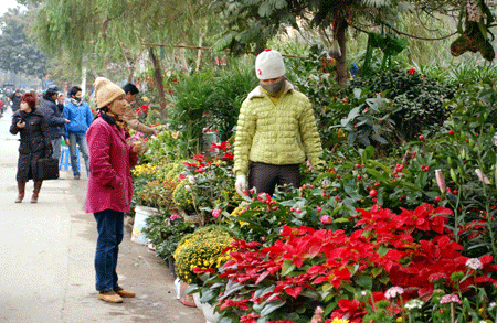 Trên vỉa hè dọc các tuyến phố: Tam Trinh, Kim Ngưu, Láng, Nhật Tân (Hà Nội)... tràn ngập các chậu hoa Tết.... Không chỉ có chậu hoa, nhiều loại lọ hoa, đồ sứ trang trí cũng được bày bán.... Khách sắm Tết chọn mua những sản phẩm sứ... Những cành đào rừng đầy bờ sông Tô Lịch... Những chậu đào, mai được bày bán phục vụ Tết. Tuy nhiên, do năm nay thời tiết giá rét kéo dài nên những loại hoa này nở ít... rực rỡ những chậu quất.... Đủ các loại hoa cũng được bày bán, tô điểm cho đường phố thủ đô... Khách mua hoa về chơi Tết... Nhiều người tìm những gốc cây lạ về chơi Tết.... Những gốc cây lạ được bày bán tô điểm thêm cho không khí Tết đến ở thủ đô. Ảnh minh họa