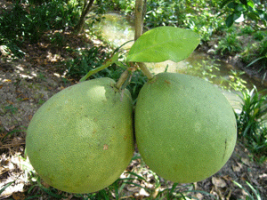 Bưởi: ''Thần dược'' cho sức khỏe
