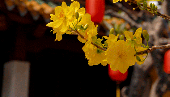 Tâm Xuân thế giới Xuân