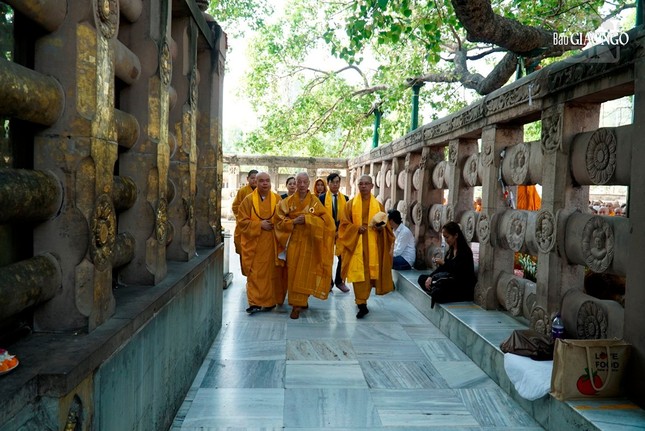 Trưởng lão Hòa thượng Thích Trí Quảng chiêm bái Bồ Đề Đạo Tràng - nơi Đức Phật thành đạo ảnh 3
