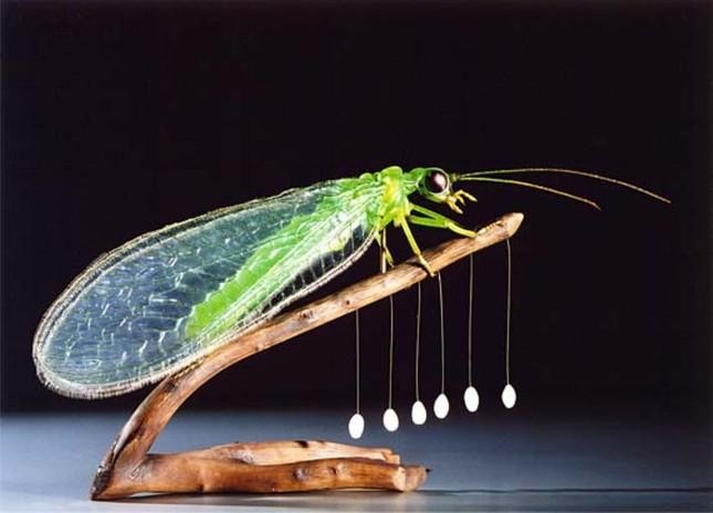 Bọ Lacewing và trứng khá giống với 