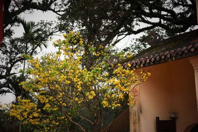 Mai vàng bên góc chùa là hình ảnh quá đỗi quen thuộc khi đến thăm các ngôi chùa ở Huế. Với người dân xứ cố đô, vườn chùa thiếu mai vàng thì không khác gì chùa vắng bóng Phật