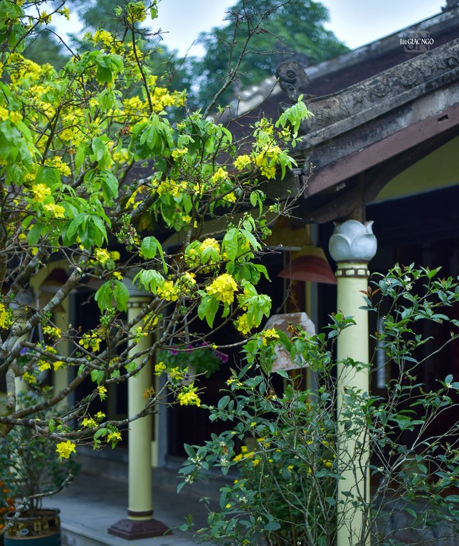 Hoa mai nở bên góc chùa Bảo Lâm, báo hiệu mùa xuân mới đang về