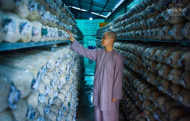 Một vị Ni đang kiểm tra các phôi nấm tại vườn nấm, những sản phẩm này đều góp phần cung cấp thực phẩm hàng ngày cho các hành giả trong 3 tháng an cư