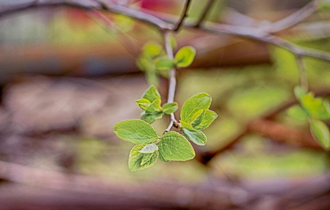 Lộc xuân Lộc xuân