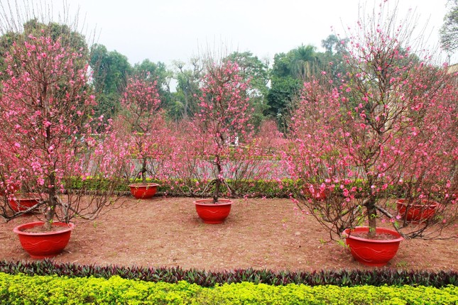 Sắc xuân - Ảnh: CMK/BGN Sắc xuân - Ảnh: CMK/BGN