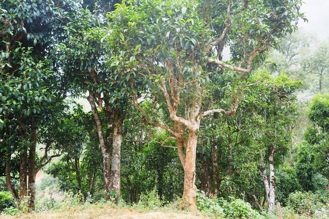 Rừng chè cổ thụ Tủa Chùa - Ảnh: Nguyễn Ngọc Tuấn