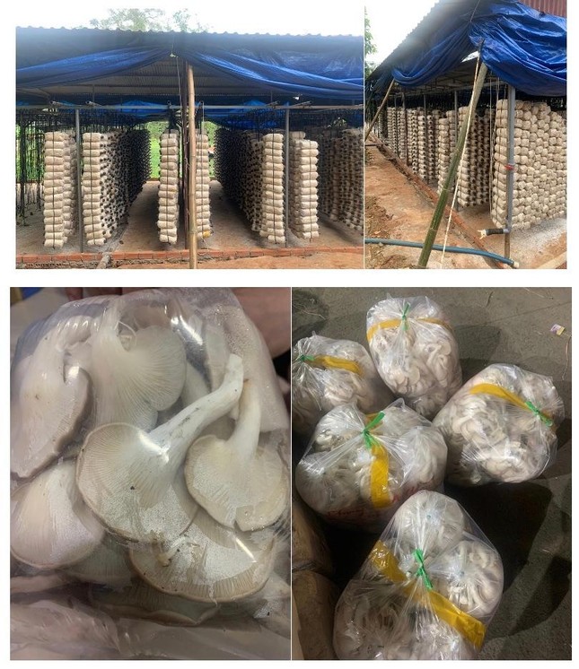 Trang trại và đóng gói nấm bào ngư xám tươi ở trại nấm Thái Dương Trang trại và đóng gói nấm bào ngư xám tươi ở trại nấm Thái Dương