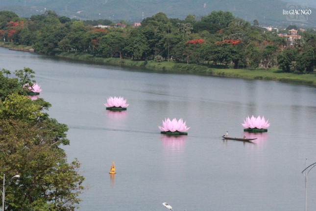 Từng đóa sen được định vị giữa dòng sông Hương theo thiết kế và phân bố trước đó
