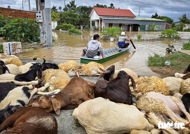 Hàng ngàn con cừu, dê được &quot;trục vớt&quot; lên quốc lộ. Nhiều bầy dê, cừu khác chưa được cứu.