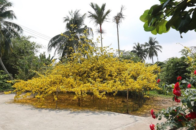 Cây mai trước nhà ông Ba Đối