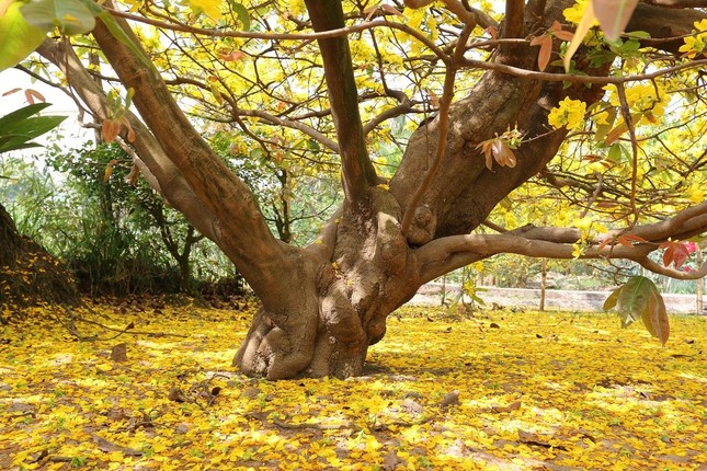 Gốc cây mai 80 tuổi