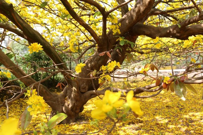 Gốc cây mai 80 tuổi