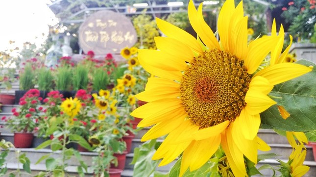 Hoa nở đón xuân ở tu viện Khánh An - quận 12, TP.HCM Hoa nở đón xuân ở tu viện Khánh An - quận 12, TP.HCM