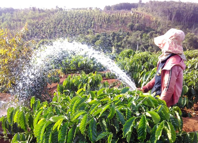 Phụ nữ cũng vất vả trong mùa tưới cà phê Phụ nữ cũng vất vả trong mùa tưới cà phê