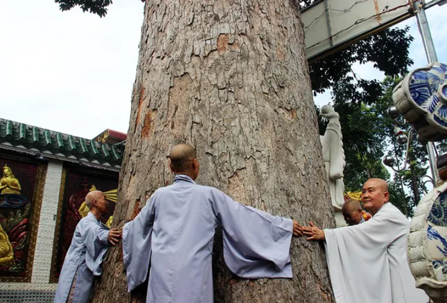 Gốc cây lớn, nhiều người ôm không xuể