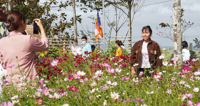 Hoa được trồng khắp không gian chùa