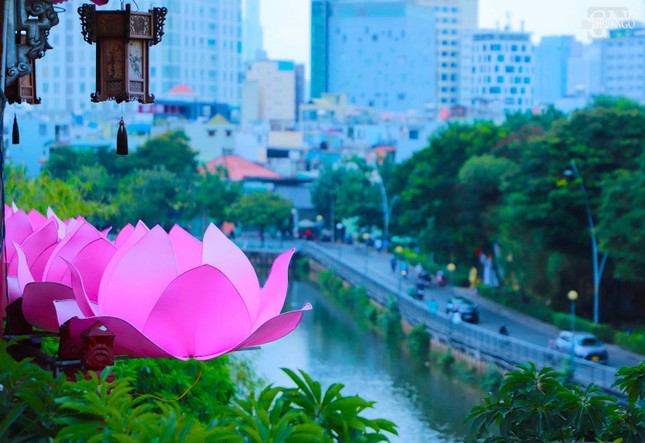 Những đóa sen hồng từ chánh điện chùa Pháp Hoa điểm sắc cho dòng kênh Nhiêu Lộc