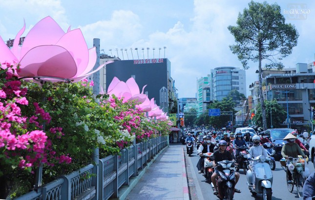 Hoa sen rực rỡ trên cầu Lê Văn Sỹ