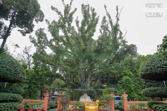 Ngăn cách giữa cổng Nhị quan và sân chùa là cây bồ-đề được Đại đức Narada mang từ Sri Lanka tặng chùa vào năm 1953