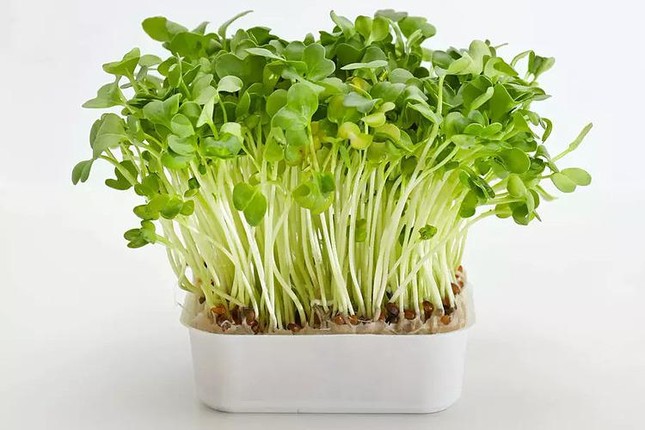 Rau cải soong. Ảnh: Famillelajoie