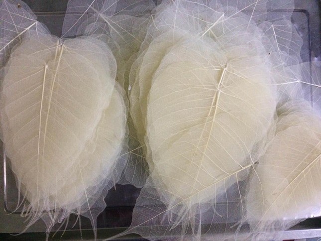 Lá bồ đề được xử lý loại bỏ chất diệp lục để làm tranh