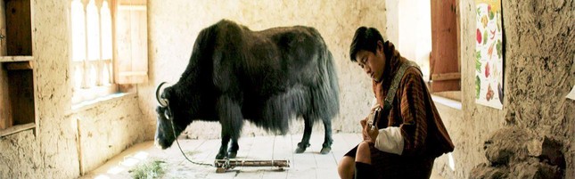 Ugyen và chú bò Norbu