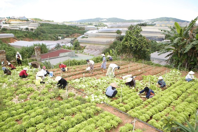 Cùng chung tay thu hoạch nông sản