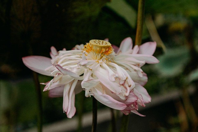 Hoa nở, hoa tàn cũng chẳng vì ai