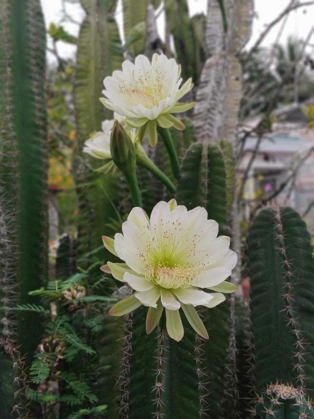 Hoa vẫn đẹp giữa rừng gai góc