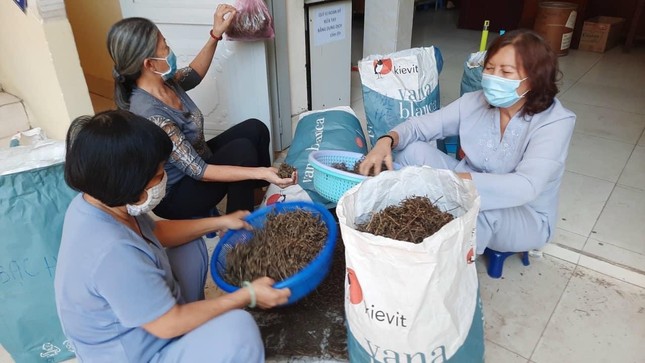 Phật tử tại Tuệ Tĩnh đường sơ chế thuốc Phật tử tại Tuệ Tĩnh đường sơ chế thuốc