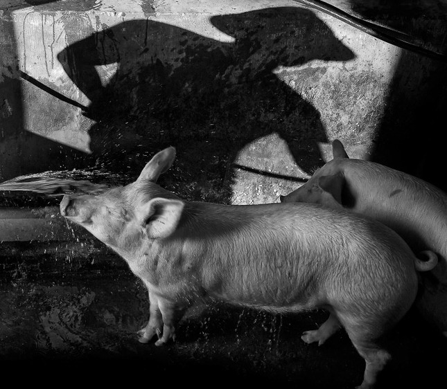 Việc thường ngày