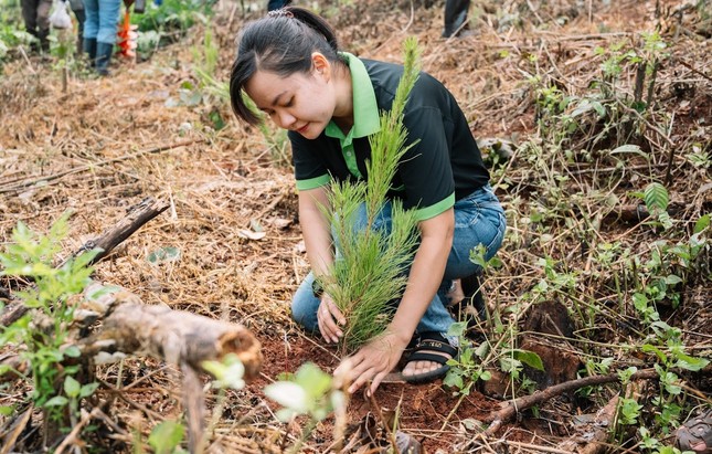 Trồng cây xanh góp phần cải thiện môi trường sinh thái Trồng cây xanh góp phần cải thiện môi trường sinh thái