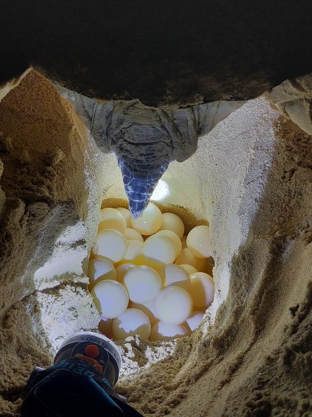 Rùa đẻ trứng Rùa đẻ trứng