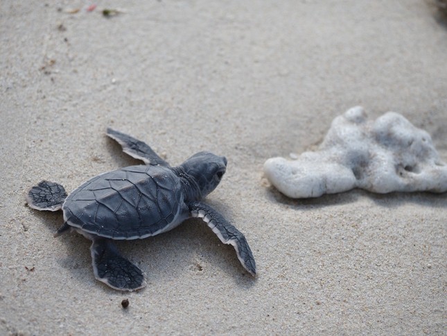 Rùa con về với thiên nhiên sau khi được tình nguyện viên hỗ trợ chăm sóc Rùa con về với thiên nhiên sau khi được tình nguyện viên hỗ trợ chăm sóc