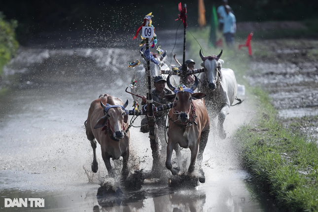 Trước đó, vào sáng 24-9, Hội đua bò chùa Rô lần thứ IX cũng được diễn ra với sự tham gia của 26 đôi bò ở TX.Tịnh Biên và H.Tri Tôn, tỉnh An Giang. Đây cũng là một trong những hoạt động mừng Sene Dolta