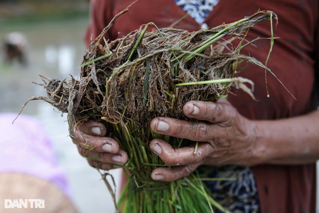Theo thời gian, hội cấy mạ mừng Sene Dolta không chỉ là hoạt động mang giá trị văn hóa, phong tục độc đáo riêng của đồng bào dân tộc Khmer, mà còn là niềm vui chung của tất cả người dân sinh sống trên địa bàn