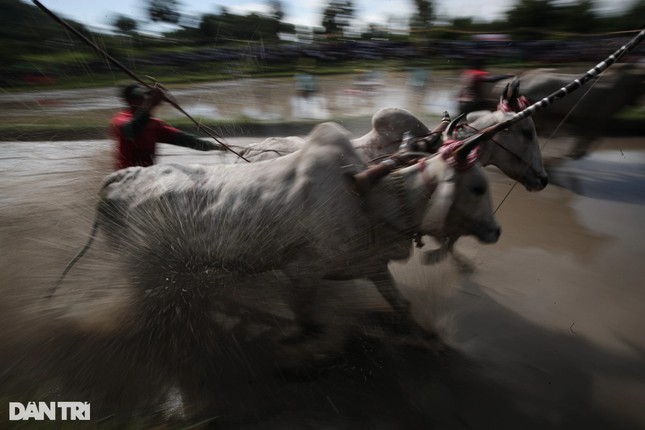 Lễ hội đua bò không đơn thuần là các đôi bò chạy đua với nhau mà nó trở thành tục lệ, tín ngưỡng độc đáo của đồng bào dân tộc Khmer. Lễ hội không chỉ gắn liền với phong tục cầu mong mưa thuận gió hòa, trúng mùa vụ và đời sống thêm sung túc mà còn thể hiện tinh thần hăng say lao động của đồng bào Khmer, làm cho ngày hội càng trở nên thiêng liêng, trang trọng...