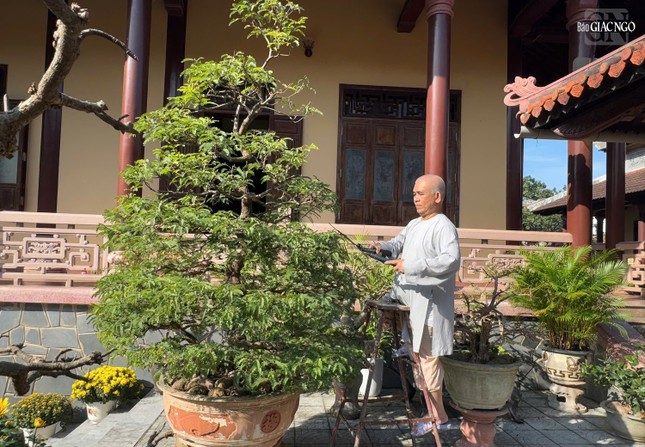Thượng tọa Thích Kiên Niệm, trị sự tổ đình Từ Đàm tranh thủ tỉa cây cảnh để đón Tết